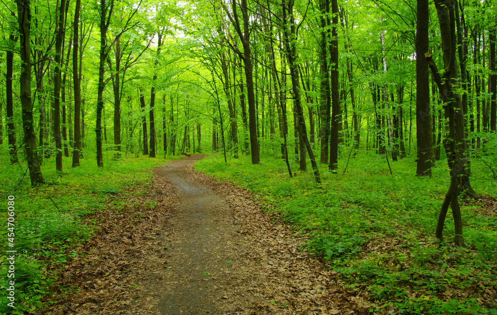 Obraz premium Forest trees in spring