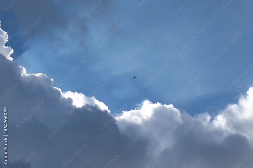Eagles Flying in the Clouds Blue Sky Eagles Flying in the Clouds Blue Sky