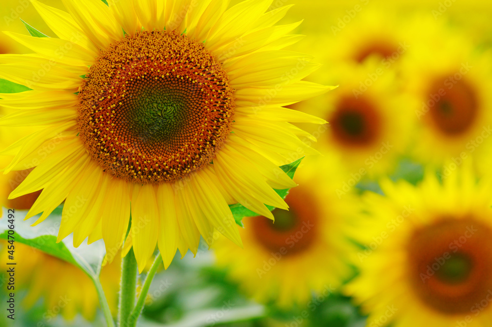 close-up sunflower in a field