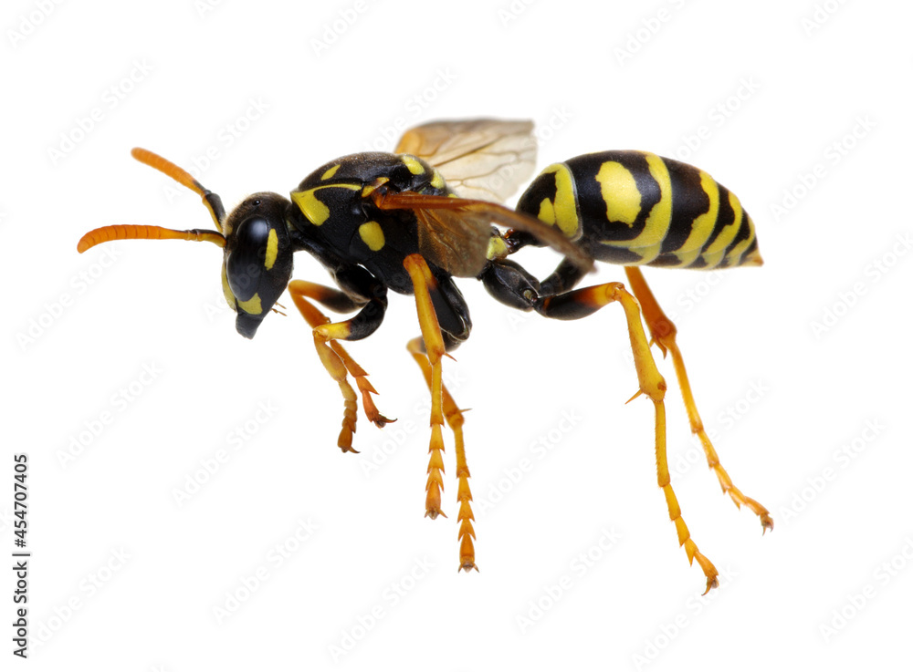 wasp isolated on white wasp isolated on white
