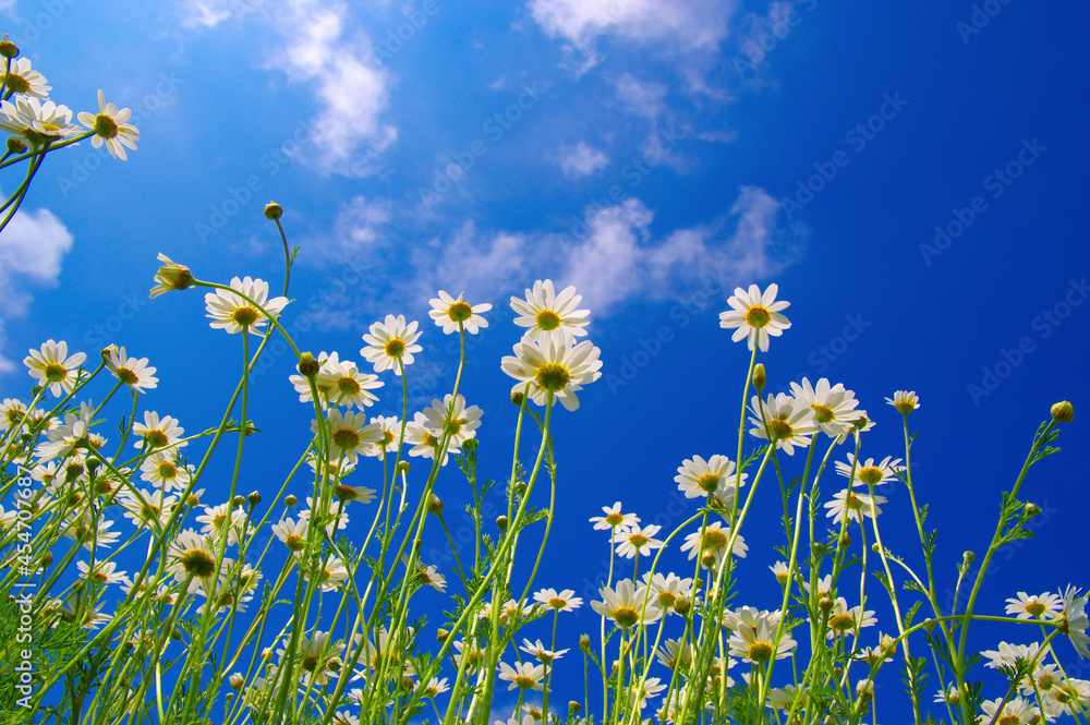 Field of daisies