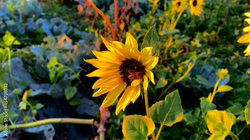 sunflower with a bee on the background of an autumn landscape