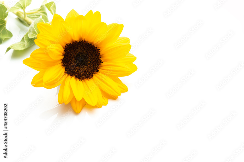 Obraz premium Yellow sunflower isolated on white background, copy space