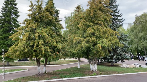 trees in the park rain