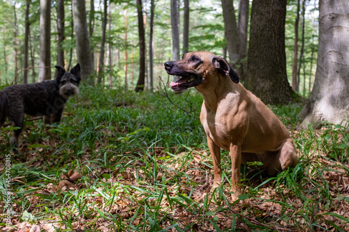 Purebred Rhodesian Ridgeback Lion Hunting Dog sitting in forest