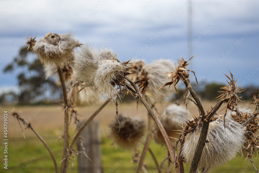 seed heads of nettles in field seed heads of nettles in field