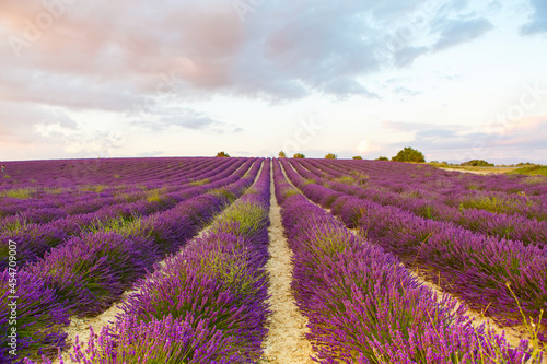 Beautiful blooming purple lavender fields near Valensole in Provence  France. Typical traditonal provencal landscape on sunset with blossoming flowers. Warm light
