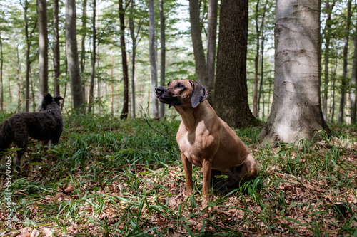 Purebred Rhodesian Ridgeback Lion Hunting Dog sitting in forest