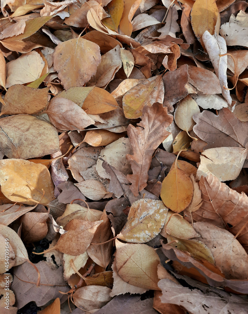 Yellow dry fallen autumn leaves close-up Yellow dry fallen autumn leaves close-up