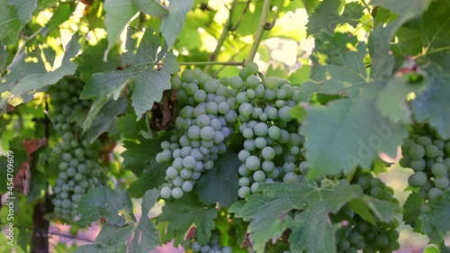 Wallpaper Mural Slow Motion Shot of Ripe White Grapes in Sunny Vineyard. Torontodigital.ca