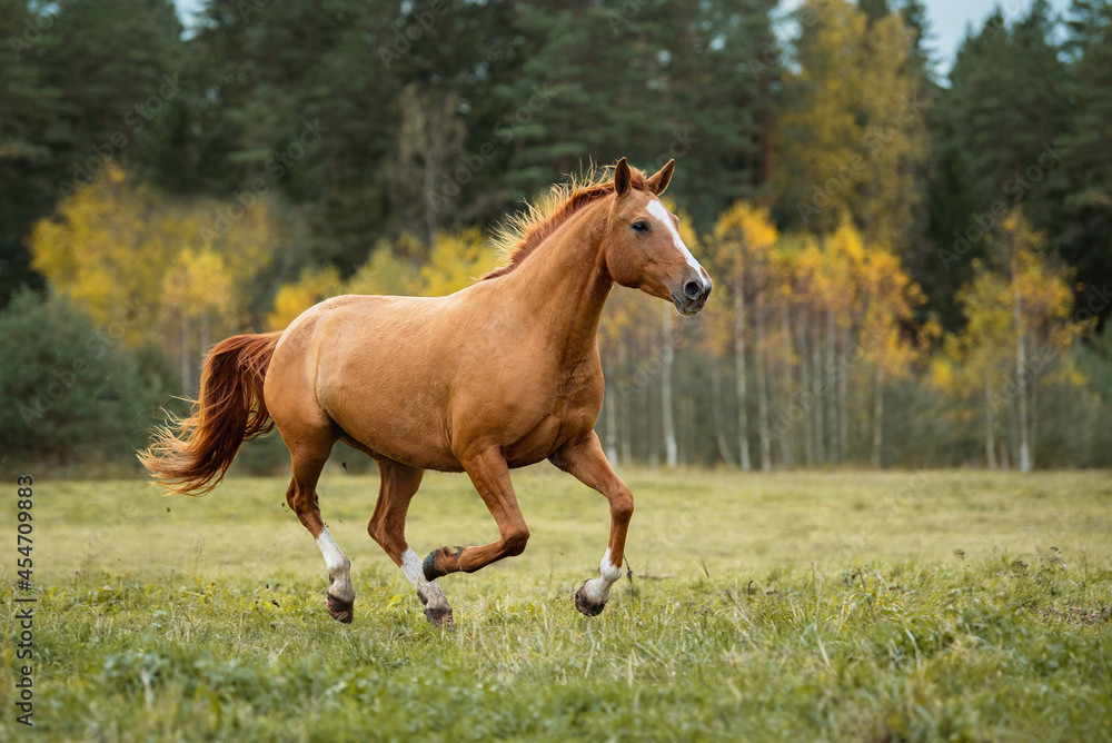 Don breed horse running on the field in autumn. Russian golden horse. Don breed horse running on the field in autumn. Russian golden horse.