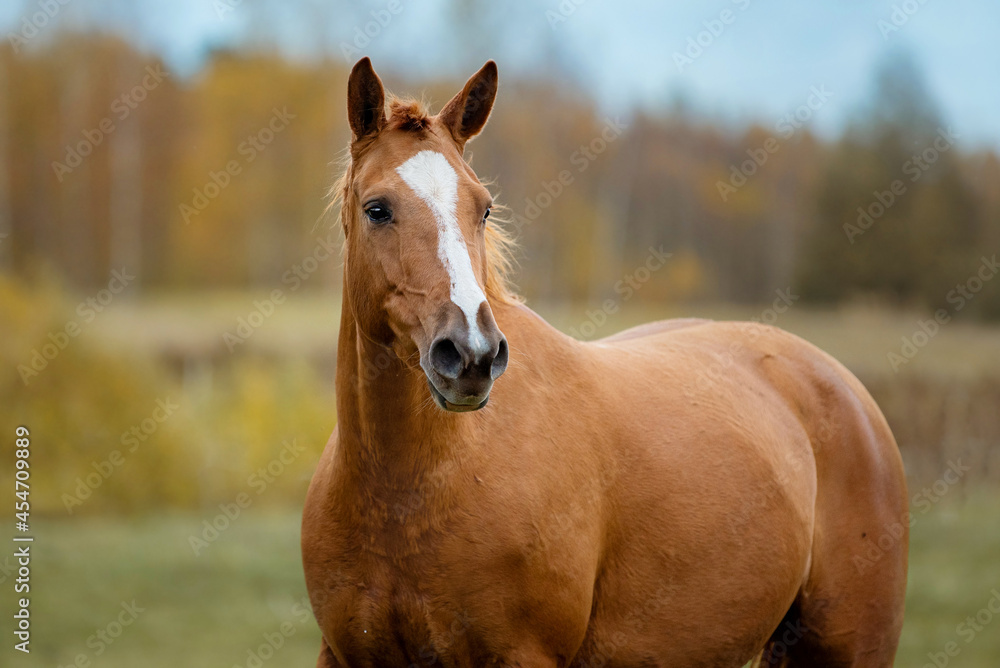 Portrait of Don breed horse in autumn. Russian golden horse.