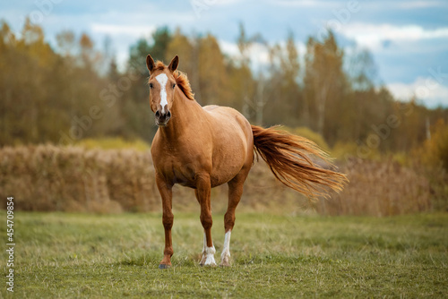 Don breed horse on the field in autumn. Russian golden horse.