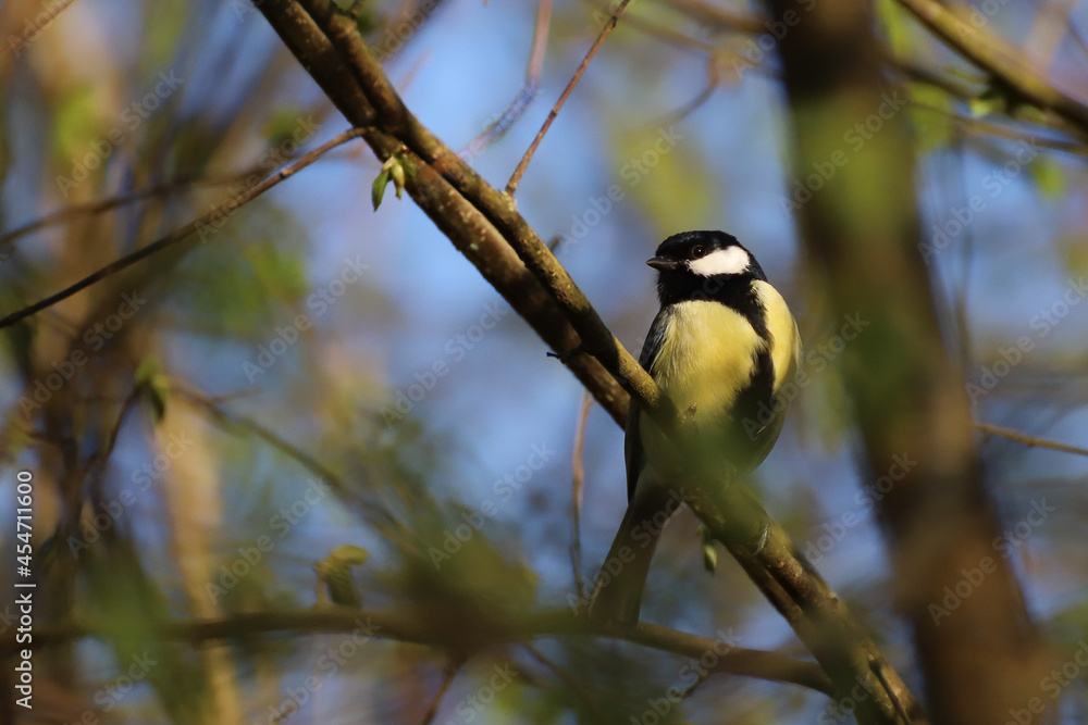Naklejka premium Kohlmeise