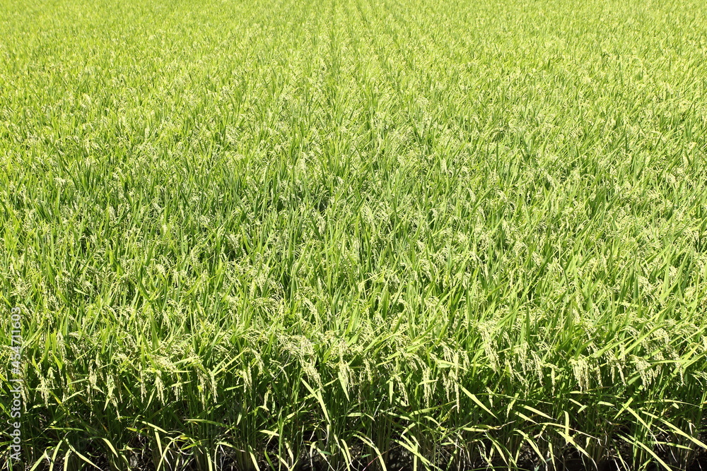 Obraz premium 稲作