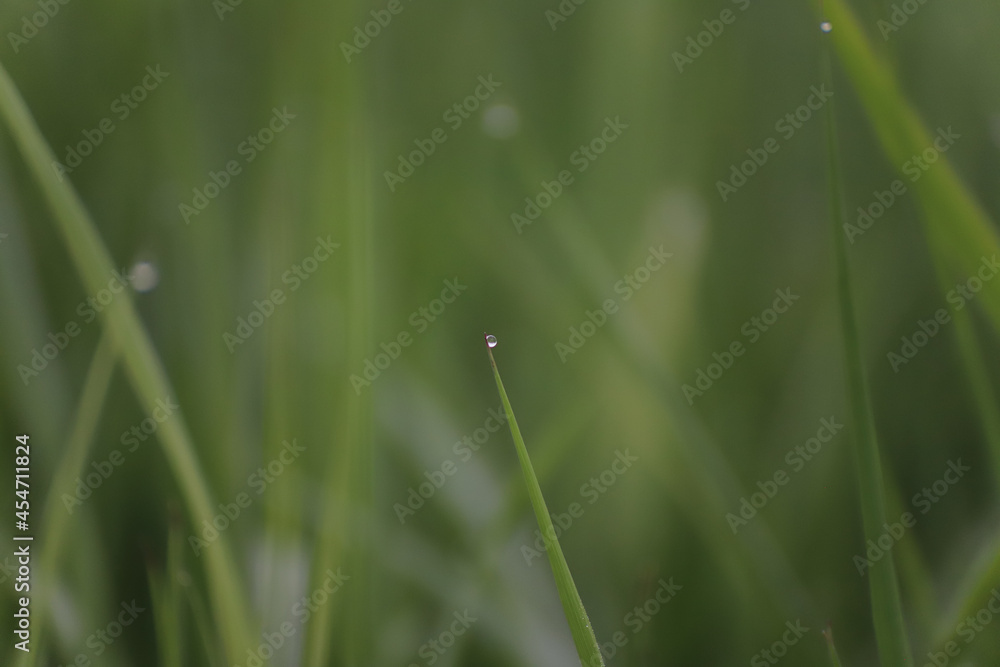 Wassertropfen auf Grashalmen Wassertropfen auf Grashalmen