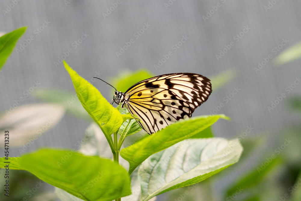 Idea leuconoe, Tree Nymph or Rice Paper butterfly sitting on green leaves oudoors Idea leuconoe, Tree Nymph or Rice Paper butterfly sitting on green leaves oudoors