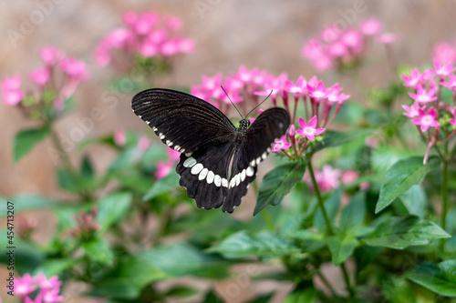 Papilio polytes or the common Mormon black butterfly on a flower photo