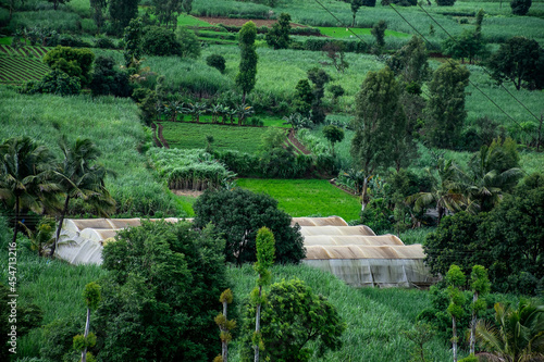 Stock photo of Indian agricultural land, green house in the middle of the farm. plants covered under agricultural plastic film tunnel row. protecting plants from heavy sunlight and wind.