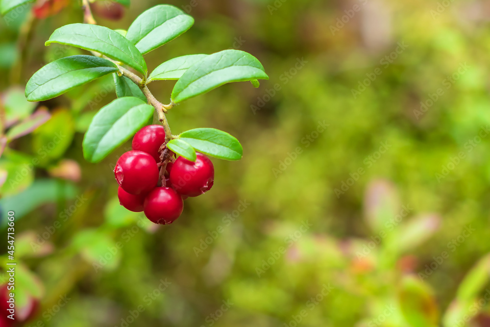 Green leaf of lingonberry with red ripe berries on a branch on a blurred background. Green leaf of lingonberry with red ripe berries on a branch on a blurred background.