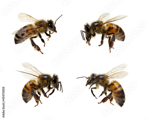 Fotografering Honey bee isolated on white