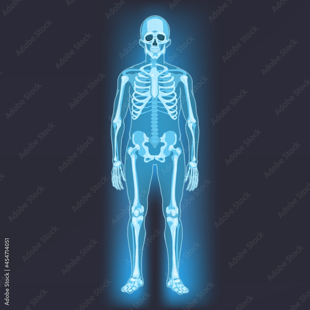 Vector Human Skeleton. Anatomical Illustration Vector Human Skeleton. Anatomical Illustration