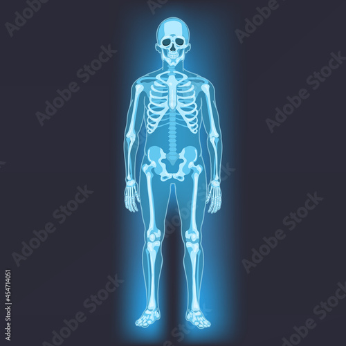 Vector Human Skeleton. Anatomical Illustration