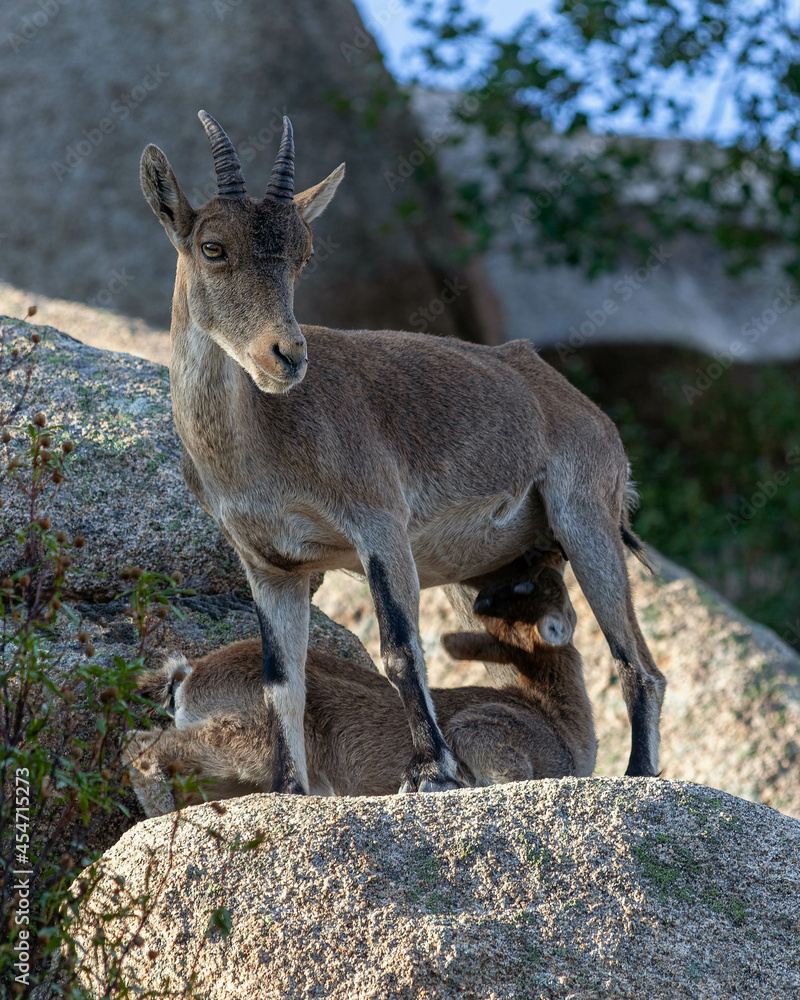 Fototapeta premium goat suckling her young on a rock.