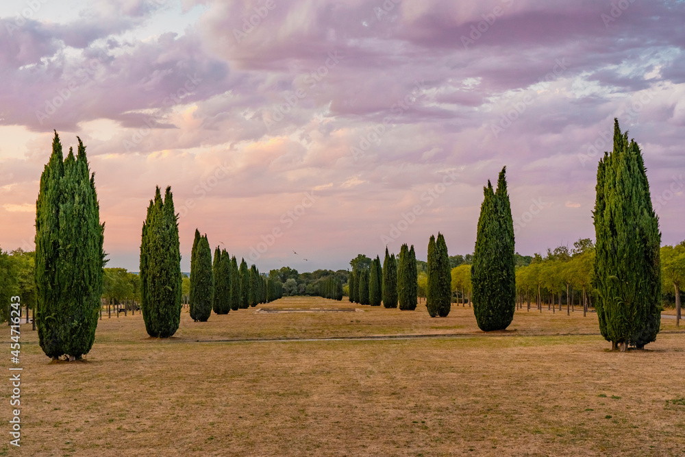 Cypress alley in the old abandoned roman city in France. Beautiful evening panoramic landscape view. High quality photo