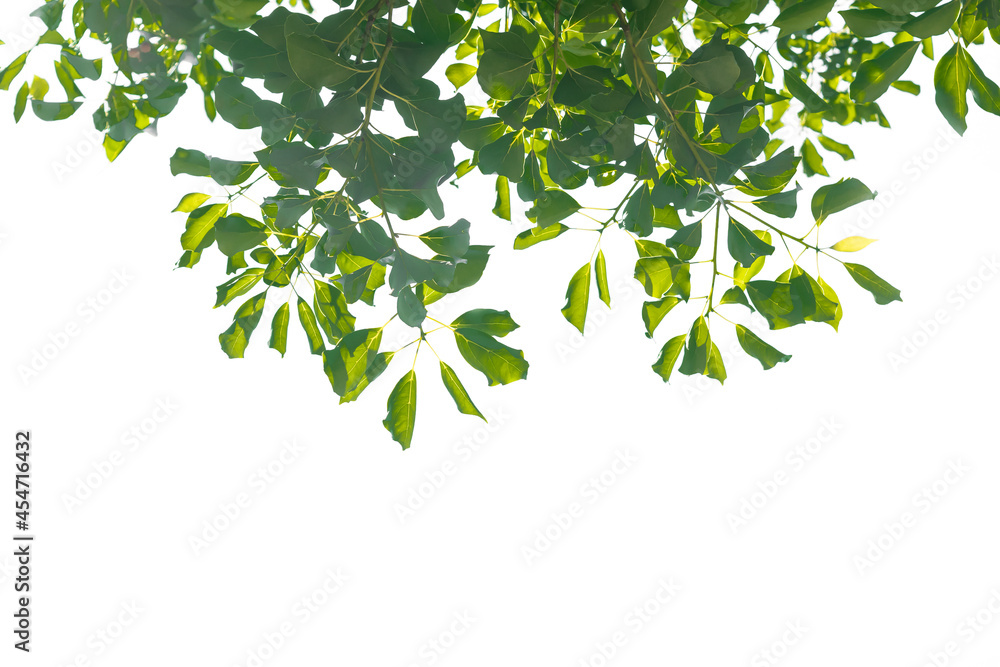 Green leaves on branch tree, nature,leaf isolated Green leaves on branch tree, nature,leaf isolated