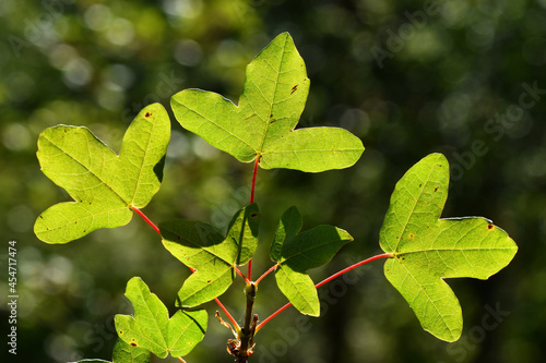 Backlit leaves of Montpellier maple (Acer monspessulanum)