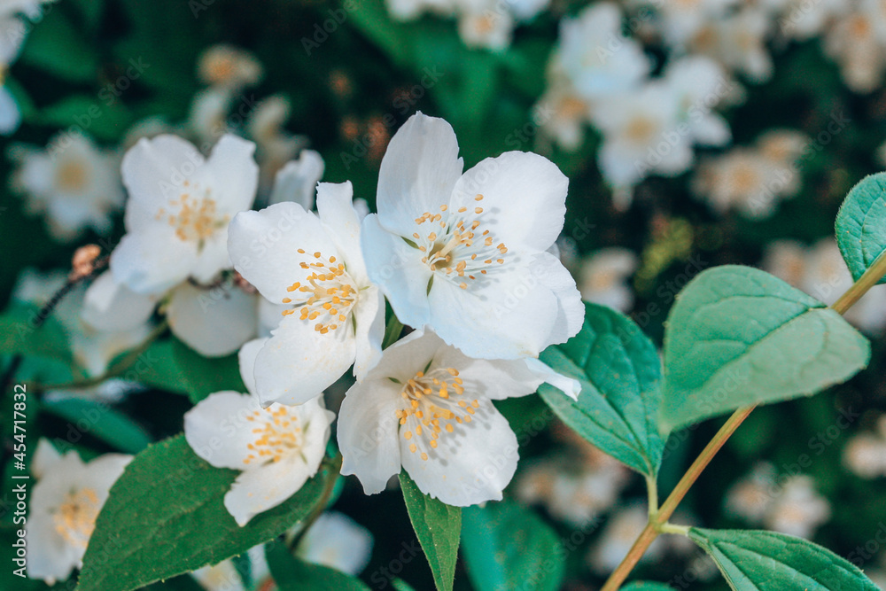 Obraz premium Jasmine bush flowers in g blossom