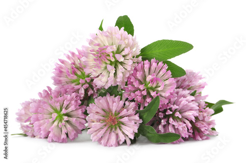 Beautiful blooming clover flowers on white background © New Africa