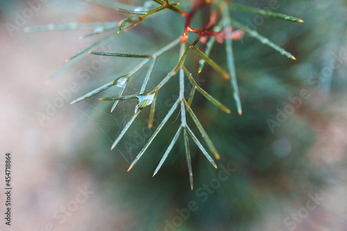 native Australian grevillea plant with rain droplets all over the leaves at shallow depth of field