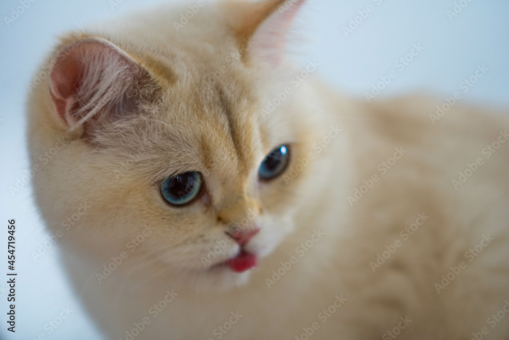 weiße Katze Zunge