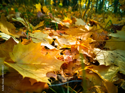 beautiful autumn background. fallen yellow maple leaves lie on the ground in sunlight like a carpet close-up