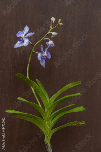 Closeup view of blooming white and purple blue vanda coerulea epiphytic orchid species isolated on dark wood background	