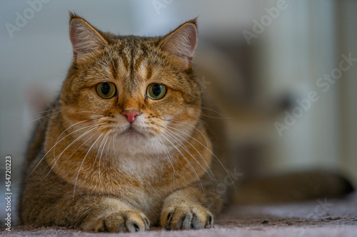 Wallpaper Mural Katze liegt nah Torontodigital.ca