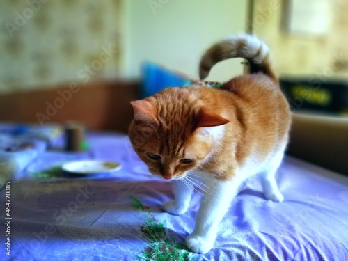 Young ginger cat on the couch is ready to play