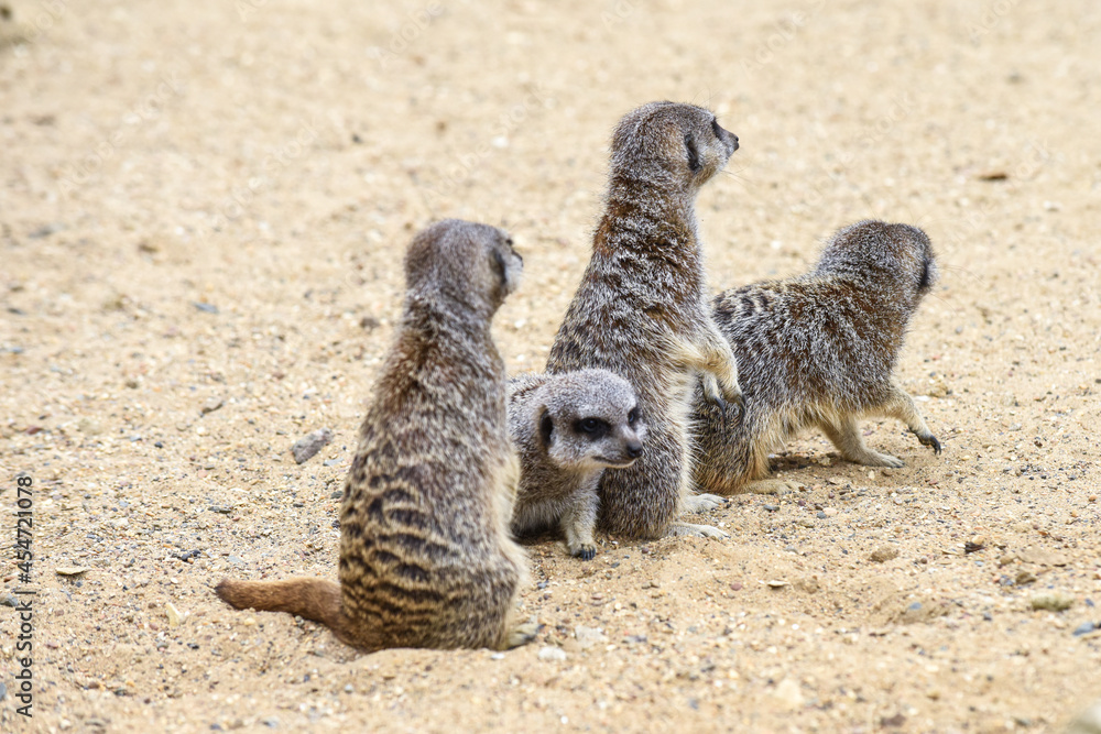 Fototapeta premium Meerkat in group standing fighting playing and doing funny pose