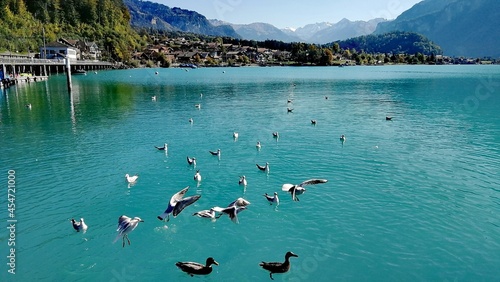 Birds on the lake in the mountains