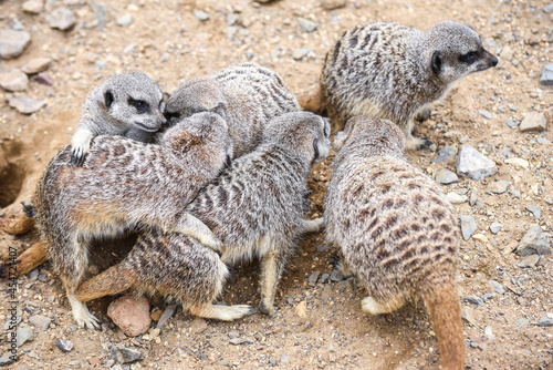 Meerkat in group standing fighting playing and doing funny pose © tommoh29