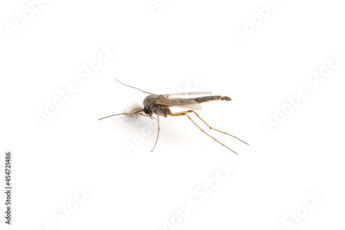 Closeup view of mosquito on white background © New Africa
