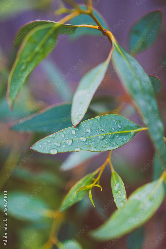 native Australian eucalyptus gum tree plant outdoor with rain droplets on its leaves native Australian eucalyptus gum tree plant outdoor with rain droplets on its leaves