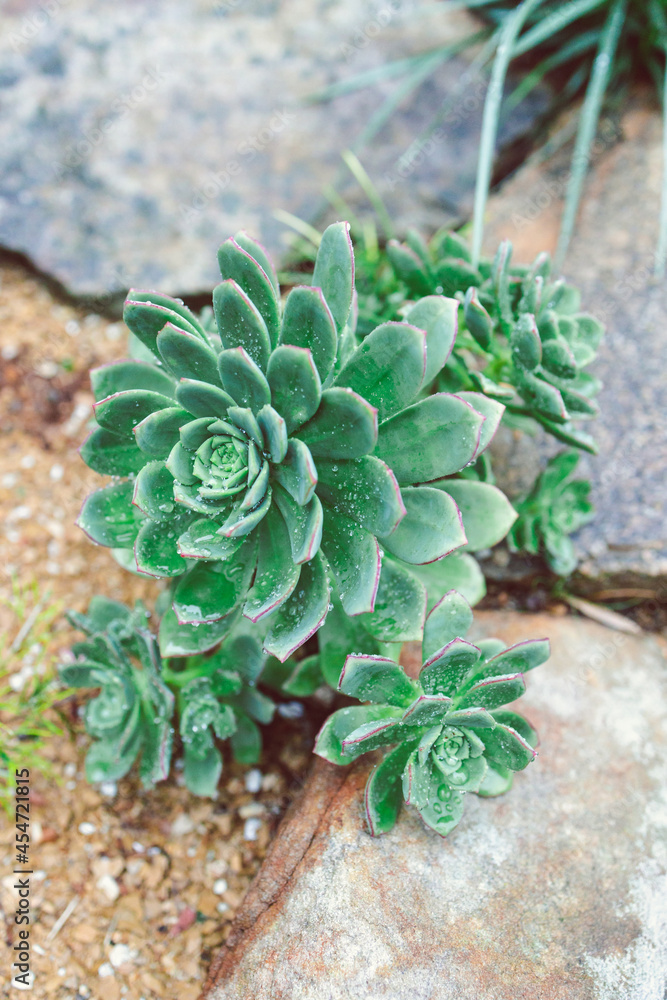 close-up of Echeveria Imbricata Blue Rose succulent plant outdoor with rain droplets close-up of Echeveria Imbricata Blue Rose succulent plant outdoor with rain droplets