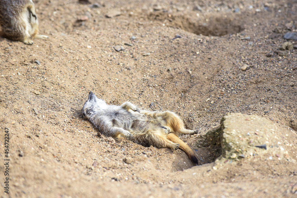 Meerkat in group standing fighting playing and doing funny pose Meerkat in group standing fighting playing and doing funny pose