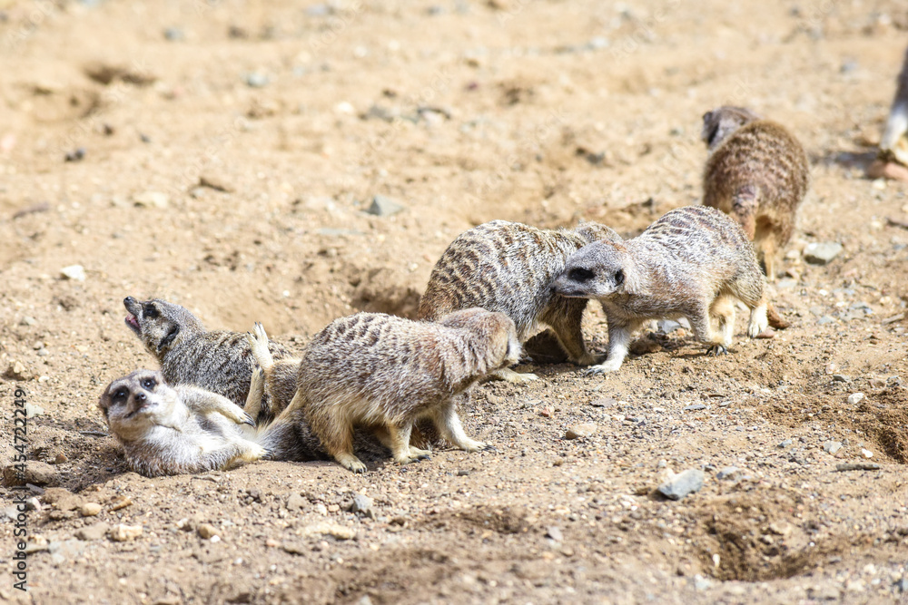 Fototapeta premium Meerkat in group standing fighting playing and doing funny pose