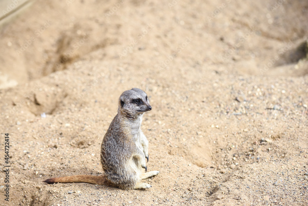 Fototapeta premium Meerkat in group standing fighting playing and doing funny pose