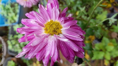 purple and yellow flower