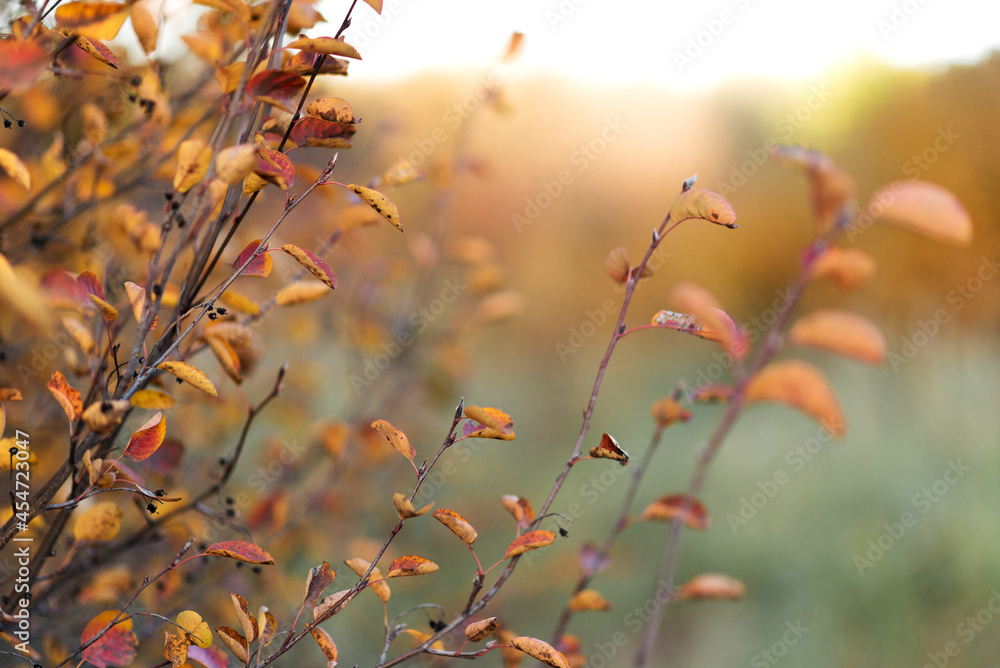 Autumn bokeh background of orange blurred leaves in the forest on sunset. Soft selective focus. Autumn bokeh background of orange blurred leaves in the forest on sunset. Soft selective focus.